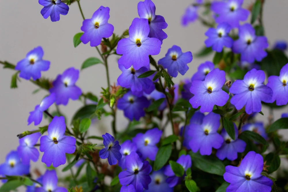 50 Browallia Americana Amethyst Flower Seeds - Violet Blue Purple - Image 1