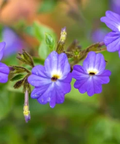 50 Browallia Americana Amethyst Flower Seeds - Violet Blue Purple - Image 4