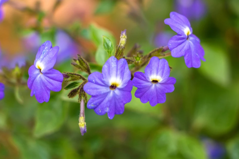 50 Browallia Americana Amethyst Flower Seeds - Violet Blue Purple - Image 4