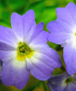 50 Browallia Americana Amethyst Flower Seeds - Violet Blue Purple - Image 5