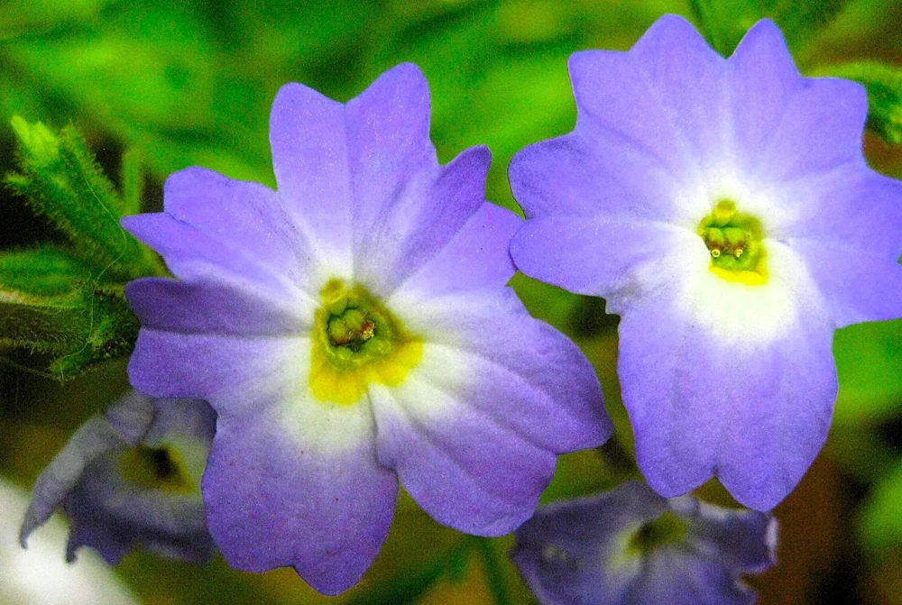 50 Browallia Americana Amethyst Flower Seeds - Violet Blue Purple - Image 5