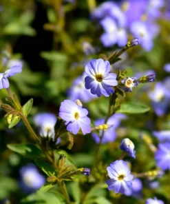 50 Browallia Americana Amethyst Flower Seeds - Violet Blue Purple - Image 6