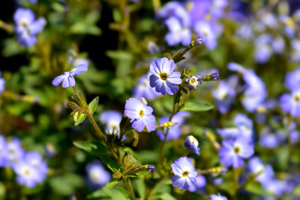 50 Browallia Americana Amethyst Flower Seeds - Violet Blue Purple - Image 6