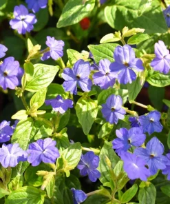 50 Browallia Americana Amethyst Flower Seeds - Violet Blue Purple - Image 7