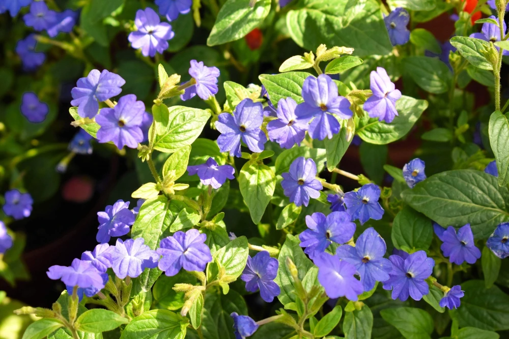 50 Browallia Americana Amethyst Flower Seeds - Violet Blue Purple - Image 7