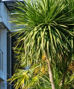 50 Cabbage Palm / Giant Dracaena Australis Cordyline Tree Houseplant Seeds - Image 10