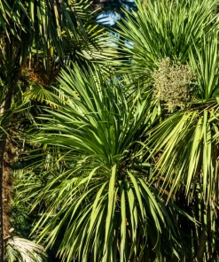 50 Cabbage Palm / Giant Dracaena Australis Cordyline Tree Houseplant Seeds - Image 11