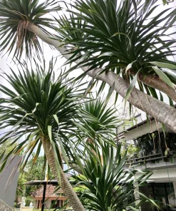 50 Cabbage Palm / Giant Dracaena Australis Cordyline Tree Houseplant Seeds - Image 12