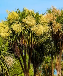50 Cabbage Palm / Giant Dracaena Australis Cordyline Tree Houseplant Seeds - Image 2
