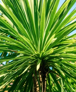 50 Cabbage Palm / Giant Dracaena Australis Cordyline Tree Houseplant Seeds - Image 3