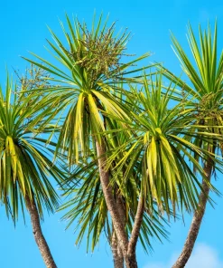 50 Cabbage Palm / Giant Dracaena Australis Cordyline Tree Houseplant Seeds - Image 5