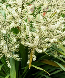 50 Cabbage Palm / Giant Dracaena Australis Cordyline Tree Houseplant Seeds - Image 7