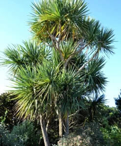 50 Cabbage Palm / Giant Dracaena Australis Cordyline Tree Houseplant Seeds - Image 8