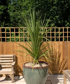 50 Cabbage Palm / Giant Dracaena Australis Cordyline Tree Houseplant Seeds - Image 9