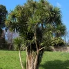 50 Cabbage Palm / Giant Dracaena Australis Cordyline Tree Houseplant Seeds - Image 1