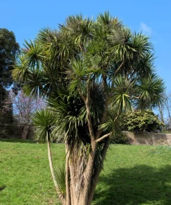 50 Cabbage Palm / Giant Dracaena Australis Cordyline Tree Houseplant Seeds - Image 1