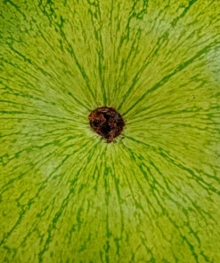 50 Charleston Gray Watermelon Seeds - Citrullus Lanatus Red Fruit Melon Seeds - Image 5