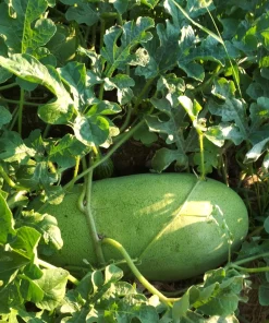 50 Charleston Gray Watermelon Seeds - Citrullus Lanatus Red Fruit Melon Seeds - Image 6