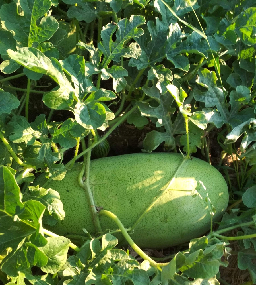 50 Charleston Gray Watermelon Seeds - Citrullus Lanatus Red Fruit Melon Seeds - Image 6