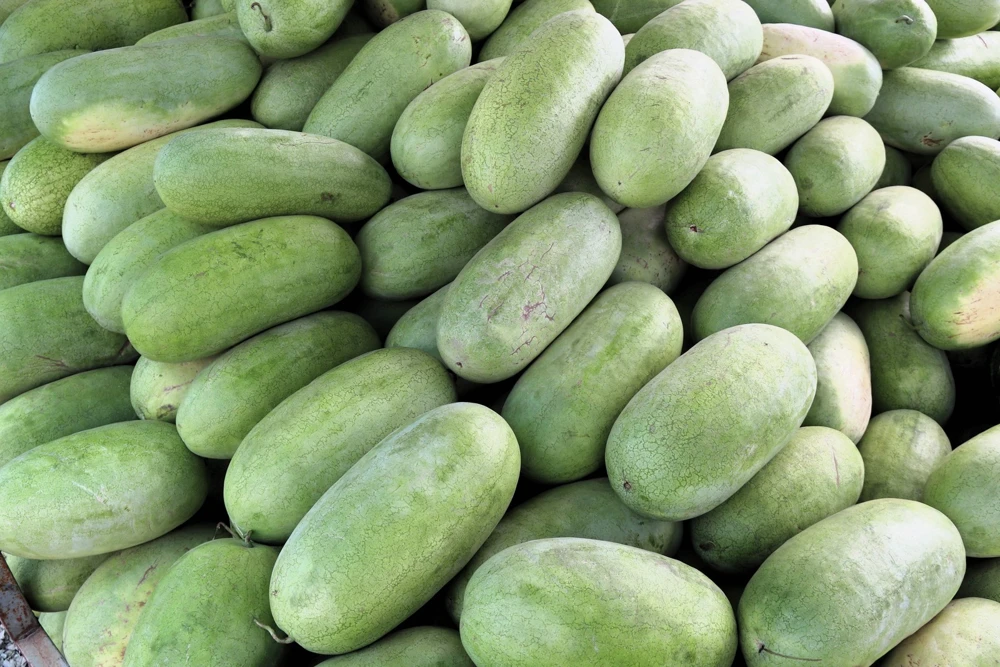 50 Charleston Gray Watermelon Seeds - Citrullus Lanatus Red Fruit Melon Seeds - Image 7