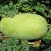 50 Charleston Gray Watermelon Seeds - Citrullus Lanatus Red Fruit Melon Seeds - Image 1