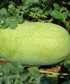 50 Charleston Gray Watermelon Seeds - Citrullus Lanatus Red Fruit Melon Seeds - Image 1