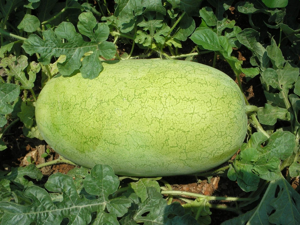 50 Charleston Gray Watermelon Seeds - Citrullus Lanatus Red Fruit Melon Seeds - Image 1