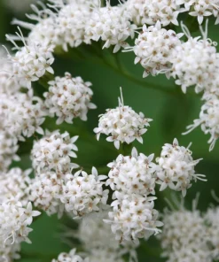 50 Chocolate Joe Pye Weed Seeds - Eupatorium Rugosum Flower Seeds - Image 2