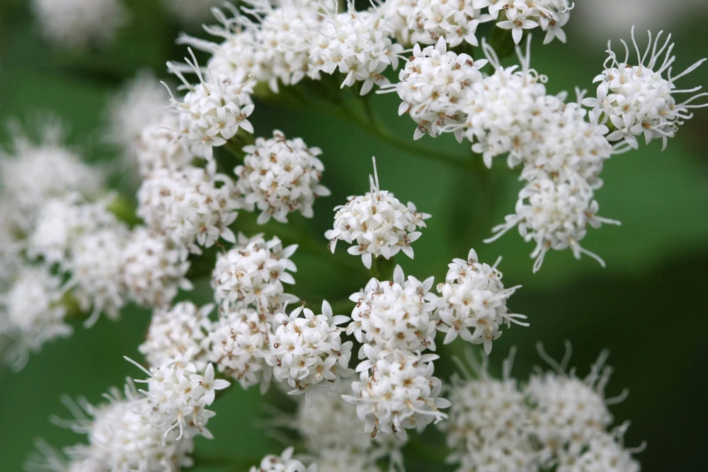 50 Chocolate Joe Pye Weed Seeds - Eupatorium Rugosum Flower Seeds - Image 2