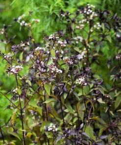 50 Chocolate Joe Pye Weed Seeds - Eupatorium Rugosum Flower Seeds - Image 3