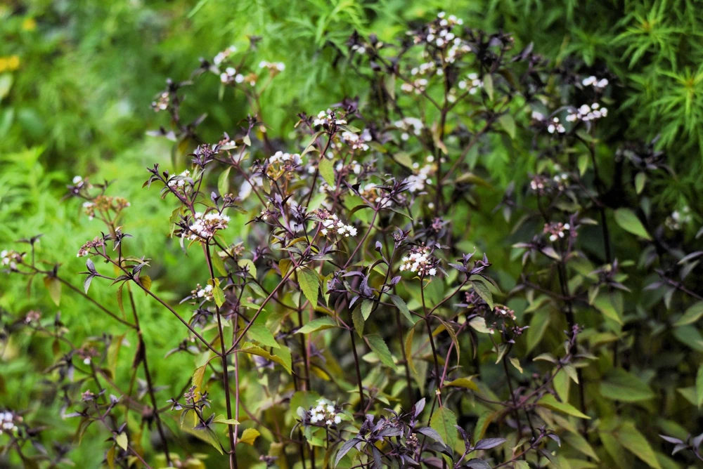 50 Chocolate Joe Pye Weed Seeds - Eupatorium Rugosum Flower Seeds - Image 3