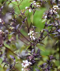 50 Chocolate Joe Pye Weed Seeds - Eupatorium Rugosum Flower Seeds - Image 4