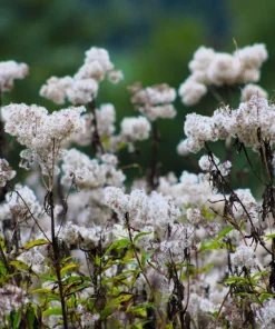 50 Chocolate Joe Pye Weed Seeds - Eupatorium Rugosum Flower Seeds - Image 5
