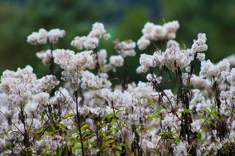 50 Chocolate Joe Pye Weed Seeds - Eupatorium Rugosum Flower Seeds - Image 5