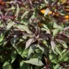 50 Chocolate Joe Pye Weed Seeds - Eupatorium Rugosum Flower Seeds - Image 1