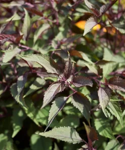 50 Chocolate Joe Pye Weed Seeds - Eupatorium Rugosum Flower Seeds - Image 1
