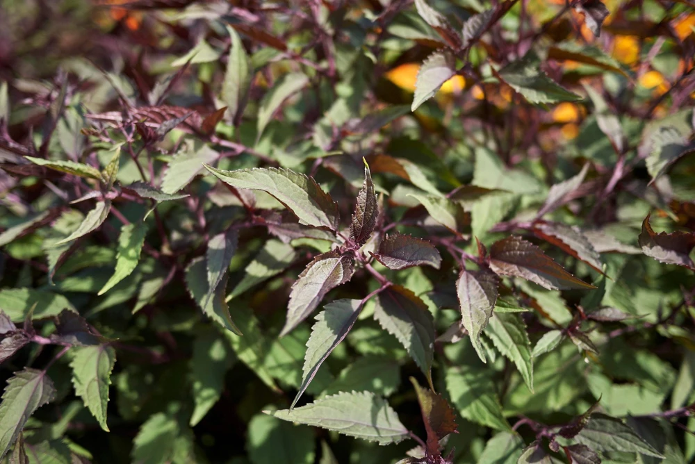 50 Chocolate Joe Pye Weed Seeds - Eupatorium Rugosum Flower Seeds - Image 1