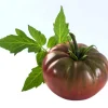 50 Chocolate Stripes Tomato Seeds - Brown with Green Lycopersicon Fruit - Image 1