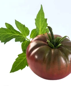 50 Chocolate Stripes Tomato Seeds - Brown with Green Lycopersicon Fruit - Image 1