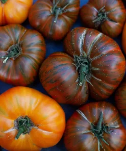 50 Chocolate Stripes Tomato Seeds - Brown with Green Lycopersicon Fruit - Image 3
