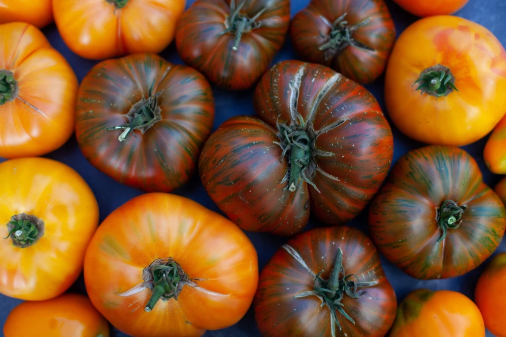 50 Chocolate Stripes Tomato Seeds - Brown with Green Lycopersicon Fruit - Image 3