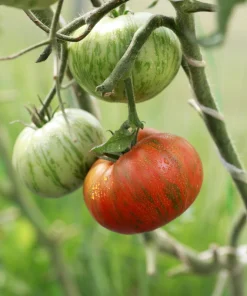 50 Chocolate Stripes Tomato Seeds - Brown with Green Lycopersicon Fruit - Image 4
