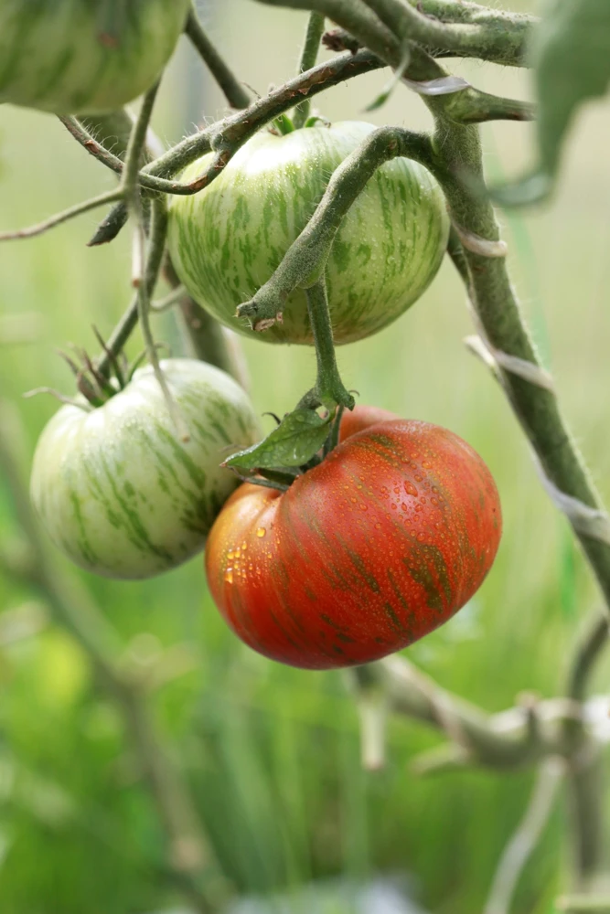50 Chocolate Stripes Tomato Seeds - Brown with Green Lycopersicon Fruit - Image 4