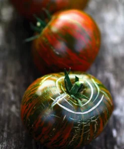 50 Chocolate Stripes Tomato Seeds - Brown with Green Lycopersicon Fruit - Image 5