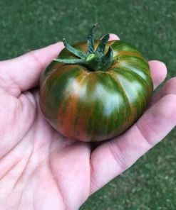 50 Chocolate Stripes Tomato Seeds - Brown with Green Lycopersicon Fruit - Image 6