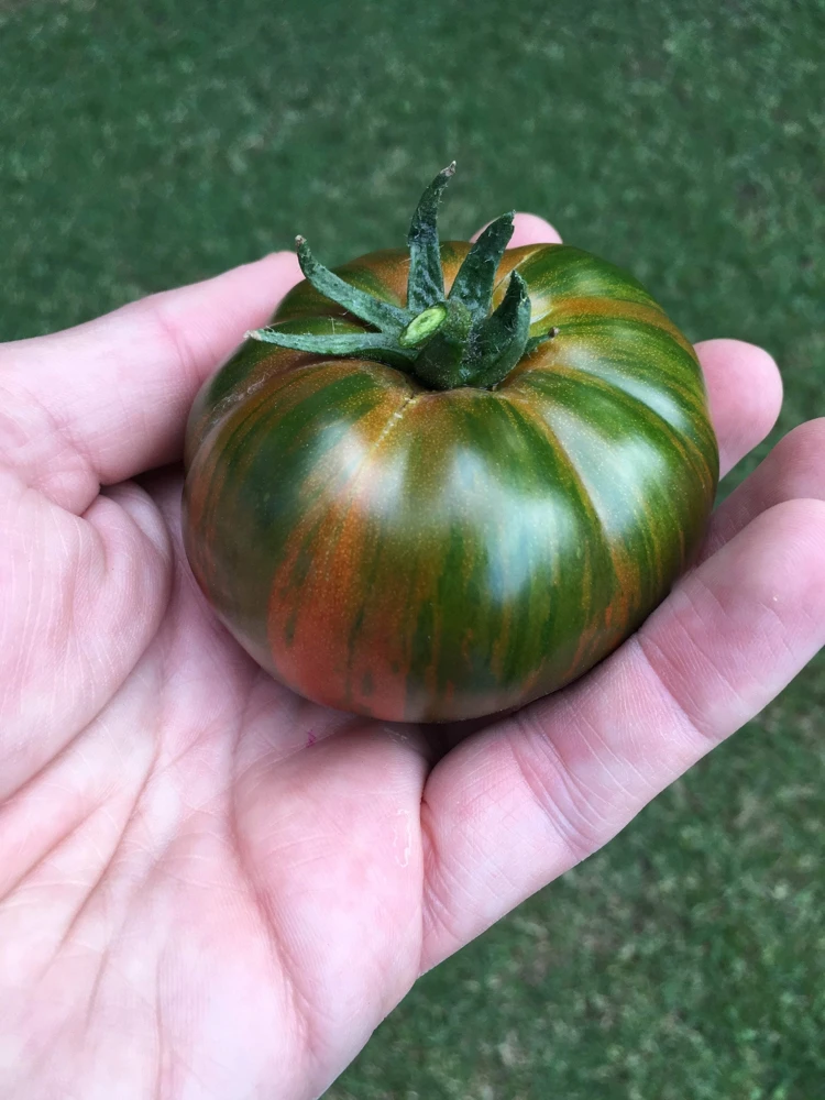 50 Chocolate Stripes Tomato Seeds - Brown with Green Lycopersicon Fruit - Image 6