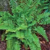 50 Christmas Fern Bare Root Live Plants - Hardy Evergreen Woodland Ferns - Image 1