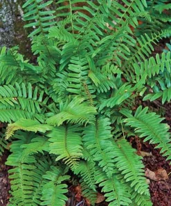 50 Christmas Fern Bare Root Live Plants - Hardy Evergreen Woodland Ferns - Image 1
