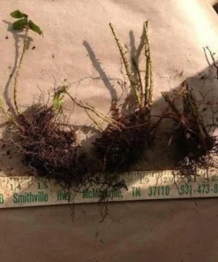 50 Christmas Fern Bare Root Live Plants - Hardy Evergreen Woodland Ferns - Image 2