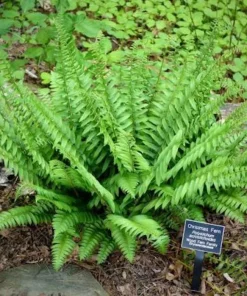 50 Christmas Fern Bare Root Live Plants - Hardy Evergreen Woodland Ferns - Image 3